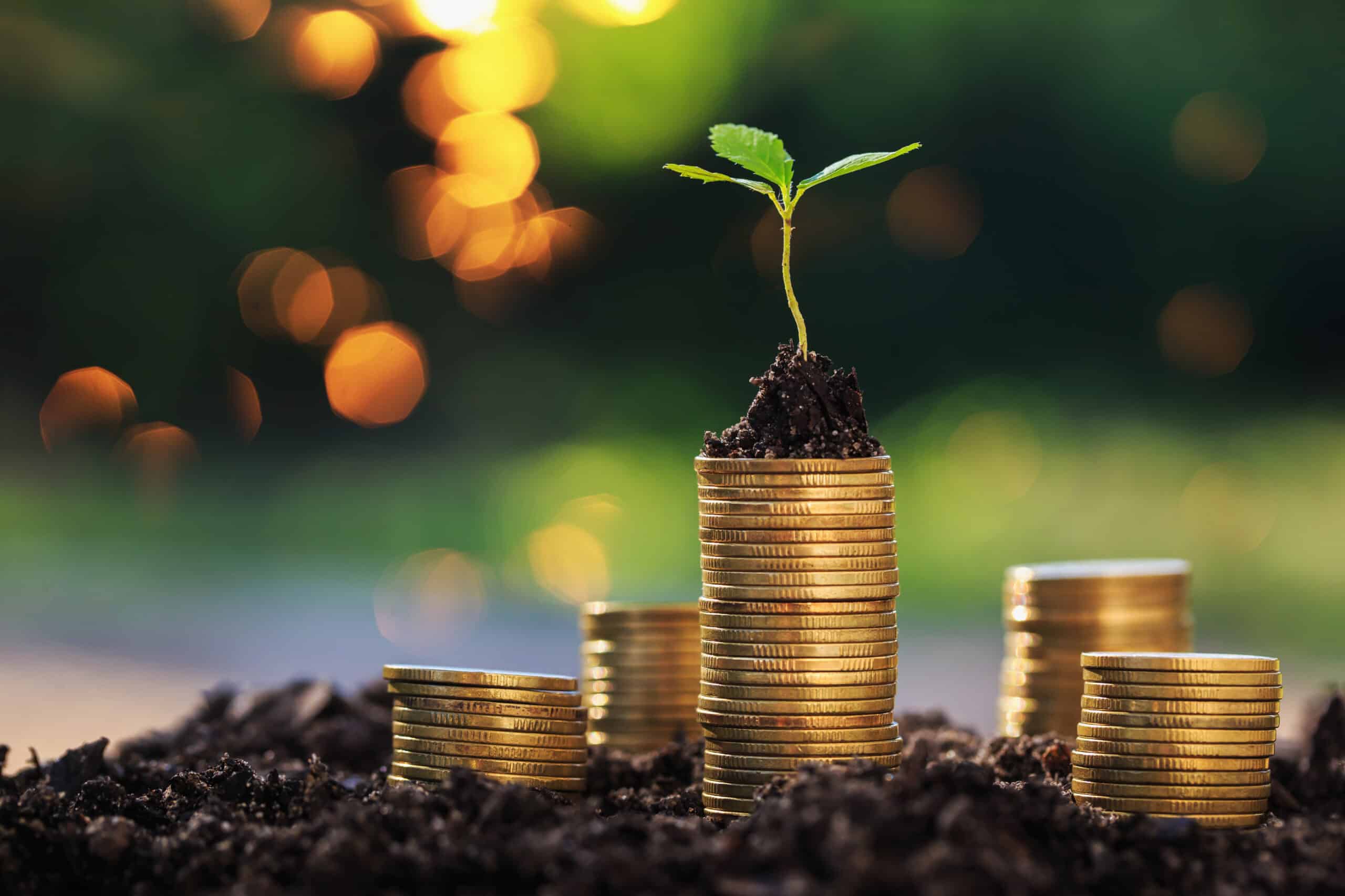 Return,On,Investment,Concept,And,Saving,Money,Seedling,On,A Philanthropy and Foundations