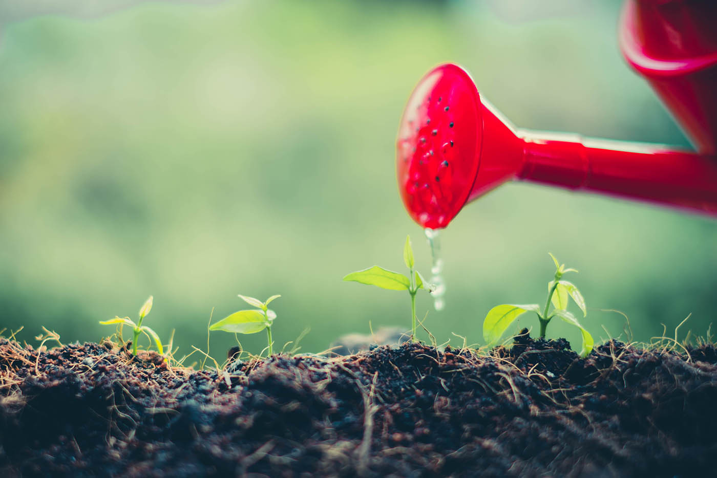 Image for Sustainers Society